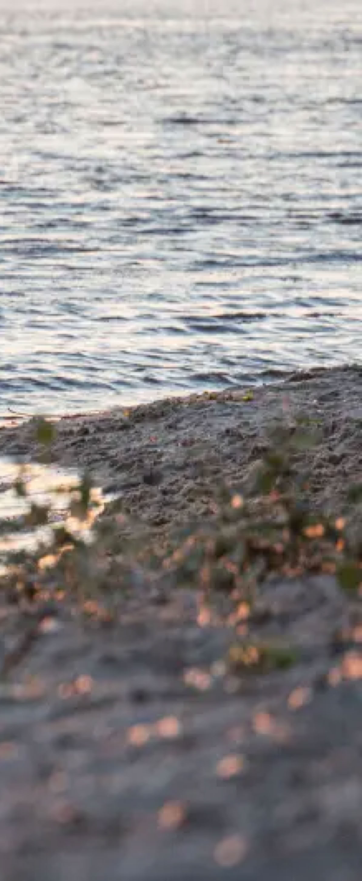 A sandy beach with small plants in the foreground, and a body of water reflecting the setting sun in the background.