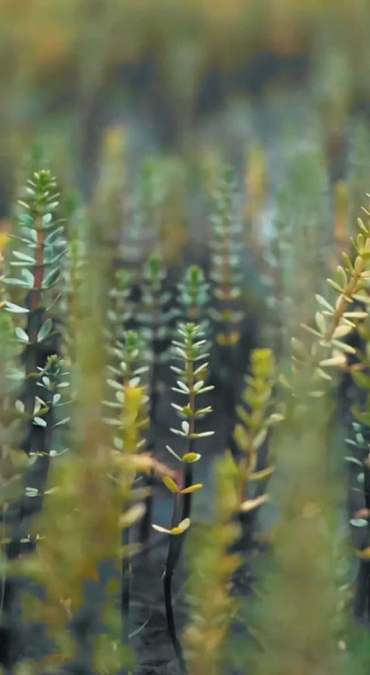 Close-up of tall, slender plants with green and yellowish leaves, blurred background.