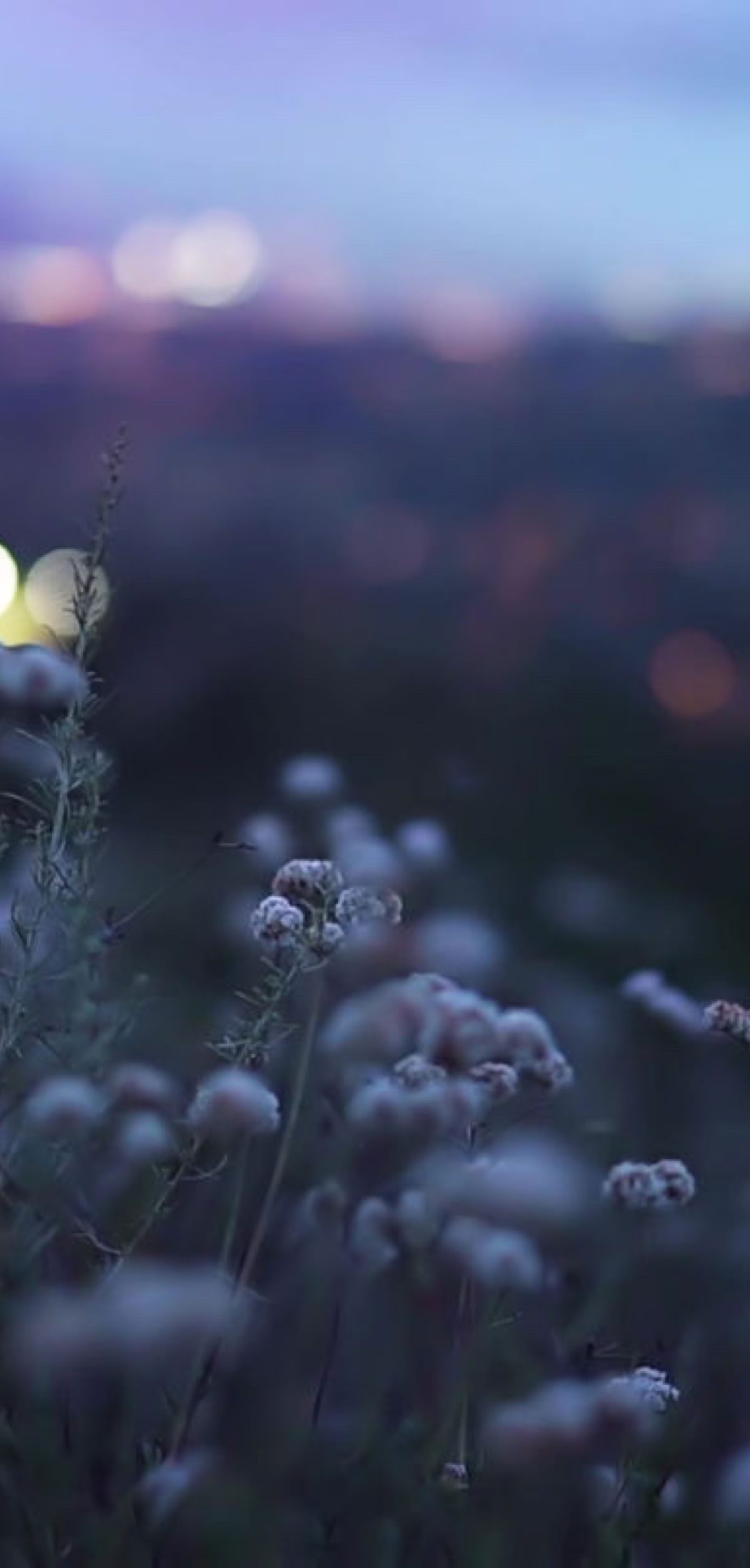 Soft focus image of wildflowers in the foreground with a blurred cityscape and lights in the background during twilight.