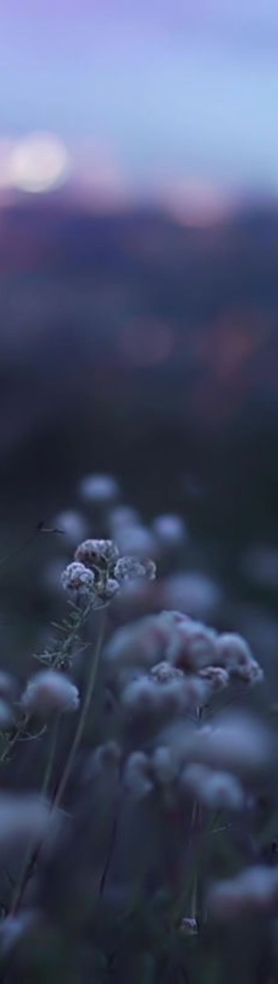 Soft focus image of wildflowers in the foreground with a blurred cityscape and lights in the background during twilight.