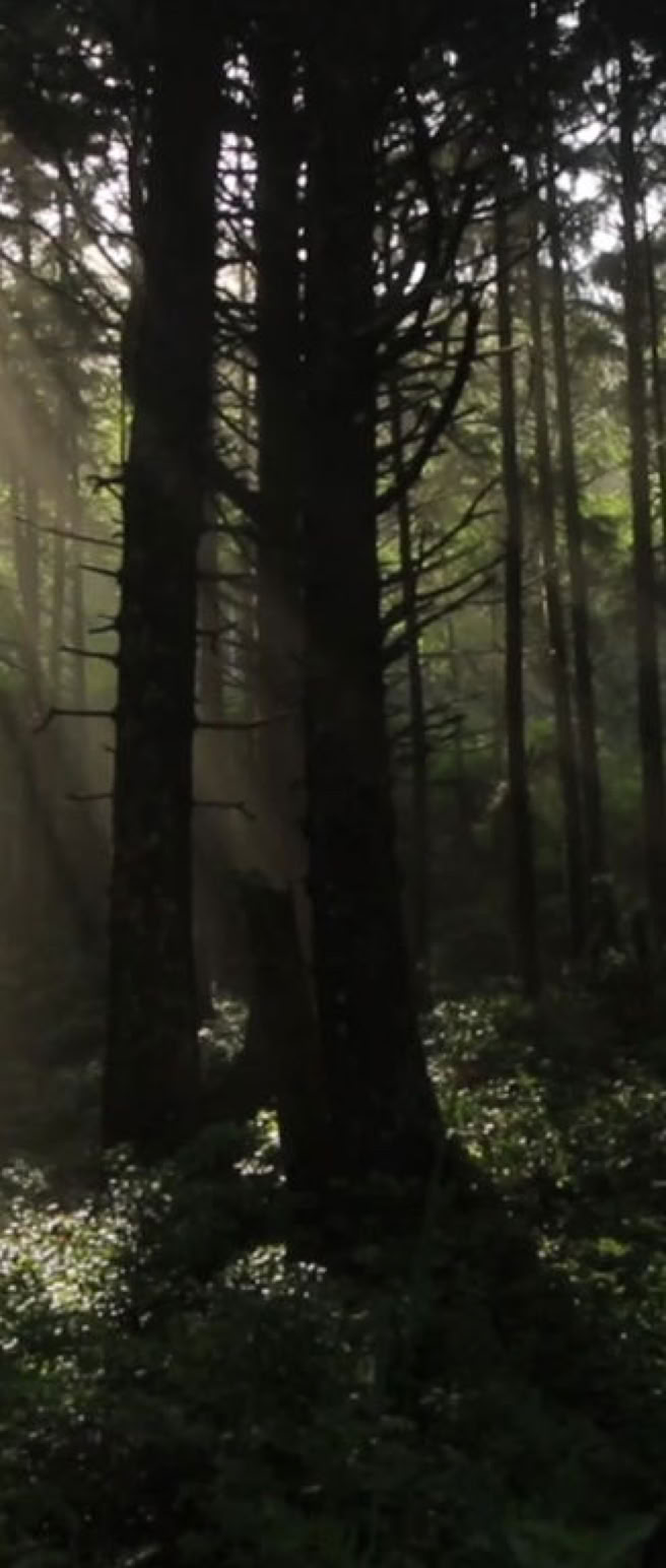 Sunlight filtering through tall trees in a dense forest with lush green undergrowth.