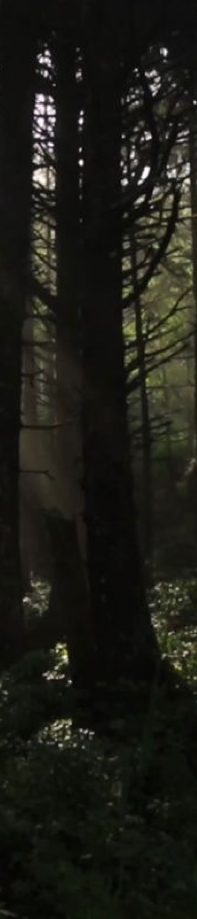 Sunlight filtering through tall trees in a dense forest with lush green undergrowth.